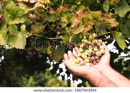 Grapes harvest. Farmers hands with freshly harvested grapes.