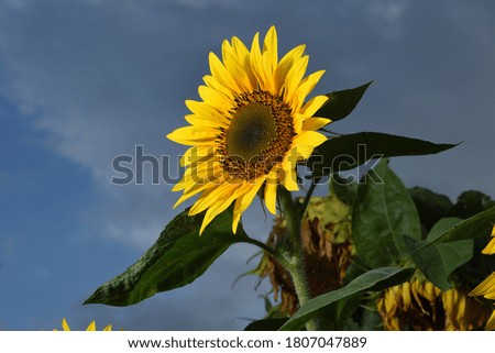 Close picture of a sunflower with the sky in background