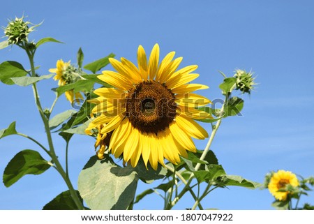 Close picture of a sunflower with the sky in background