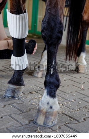 Applying wrap bandage to horse leg. Horse legs close-up. Animal protection and care.