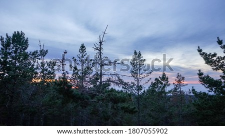 Wild trees and a foggy sunset in Pacific Grove, CA