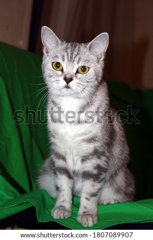 beautiful scottish marble straight cat
