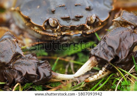 Eriocheir sinensis crab in a green grass, close-up. Seafood, environmental damage and conservation, invasive species, zoology, wildlife, migration, land crossing. Macro photography