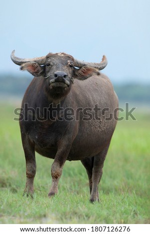 Thai buffalo in green grass field