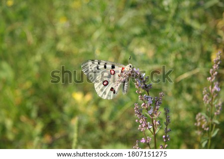 Apollo butterfly in the mountains of Trans-Ili Alatau, Kazakhstan