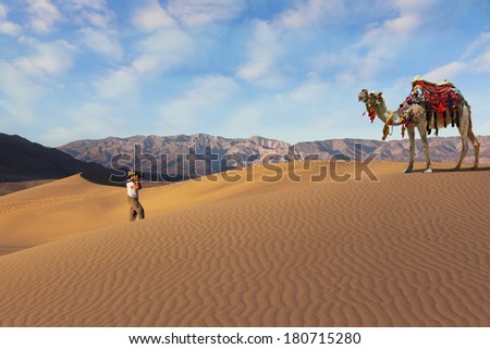 The woman - tourist photographing the beautiful camel in the desert. Dromedary decorated with picturesque harness and bright red blanket