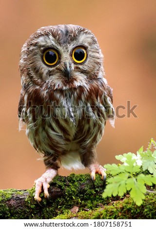 The cute lonely baby of owl