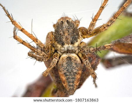 Extreme macro of a tiny Elegant Lynx Spider clinging to a branch