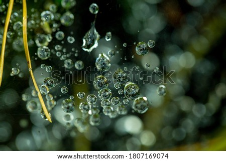 texture of raindrops on a web in a random blur in summer