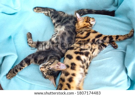 Little charcoal and gold bengal kittens laying and relaxing on the blue background.