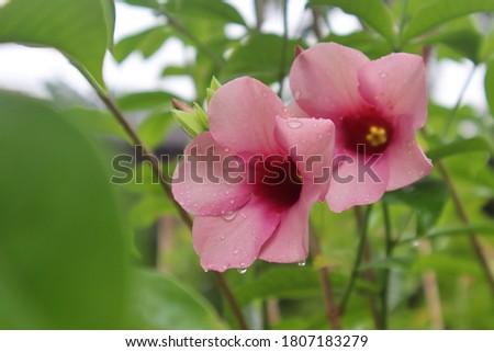 Blooming flowers Mandevilla splendens - with water drops