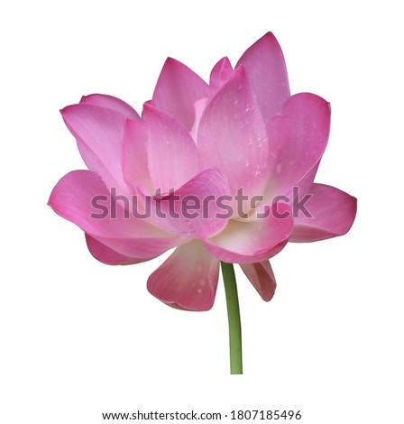 Beautiful pink lotus flower blooming isolated on white background.