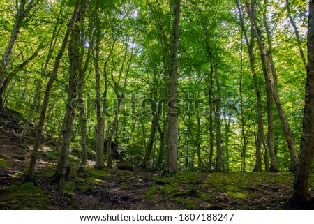 Sunny summer in the forest, young light green leaves on the trees, sunlight through the green foliage.
