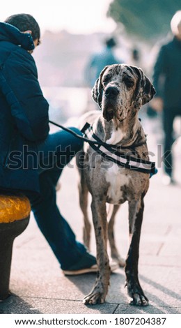 Grey tall dog pet picture