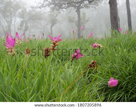 Pink wildflowers (Siam Tulip) are blooming in the mist. It grows in the deciduous dipterocarp forest in the mountains. During the rainy season of August every year, it is abundant in Thailand 