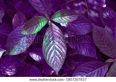 Pattern of leaves or green plants with close-up distance for natural background and wallpaper concept. tropical dark green leaf, large foliage, abstract green texture, nature background for wallpaper
