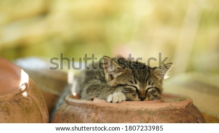 The cute little cat playing in the yard with the warm summer sunlight on them