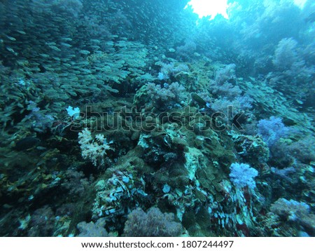 Coral Reef and Tropical Fish in Thailand fish. Beautiful Undersea world. Beautiful corals. A lot of fish. Blue water.