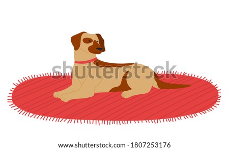 Dog lying on textile carpet resting isolated at white background, domestic pet relaxing at soft cover, cute purebred dog with collar, animal with spots on fur, dog waiting for owner, friend of people