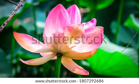Sacred lotus flower, aquatic flower or water lilies. The sacred flower of Buddhism in natura.