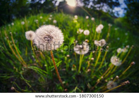 Dandelion seeds in meadow at summer. High contrast picture.