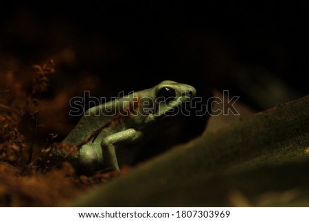 wild life animals Green frog with big black eyes