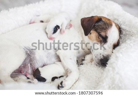 Newborn puppy sleeping with mother dogs on white bed
