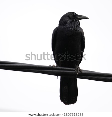 Blackest Raven Crow or Corvid on a black wire isolated against a white background