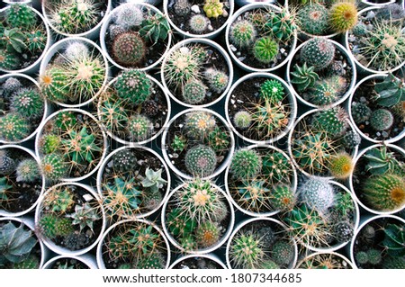 Green cactuses in white pots, top view, botanical background. Decorative. Small garden.
