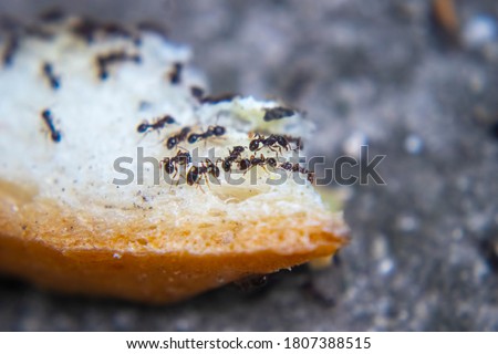 closeup ants eating fresh baked bread Royalty-Free Stock Photo #1807388515