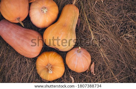 Different shape orange pumpkins on dried grass. Autumn vegetables harvest, copy space.