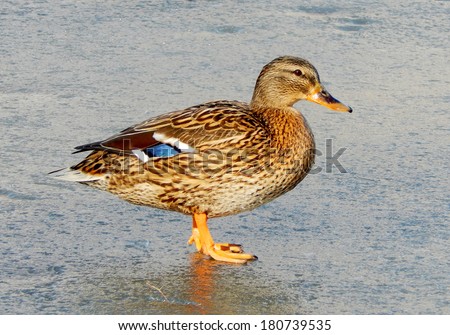 Beautiful duck drake on the frozen lake