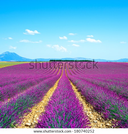 Lavender flower blooming scented fields in endless rows and trees on backgrond. Valensole plateau, provence, france, europe.