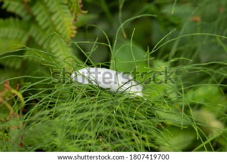 white feather lying on some pale green wildflower leaves 