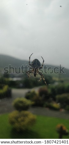 pumpkin spider on its web