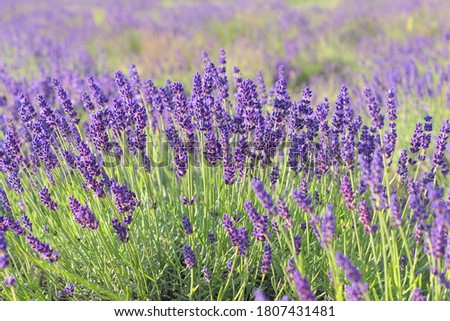 Lavender flowers field in summer. Selective focus. Royalty-Free Stock Photo #1807431481