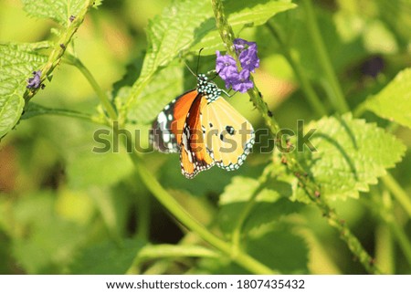 beautiful butterfly sitting on the blue flower