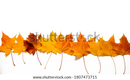 Beautiful Wide Angle Nature Autumn Background with pattern of maple leaf, macro. Border of Many yellow and orange maple leaves isolated on white Background for design. Top view, Flat lay.