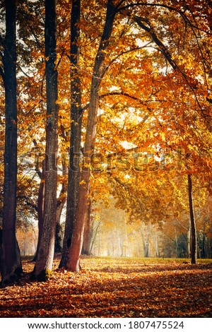 Beautiful Nature Autumn landscape. Scenery view on autumn city park with golden yellow foliage in Sunny day. Walking path in the city Park strewn with autumn fallen leaves. Vertical image Royalty-Free Stock Photo #1807475524