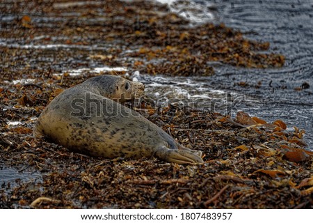 Grey Seal (Halichoerus grypus) Immature, on seaweed at edge of beach looking.
