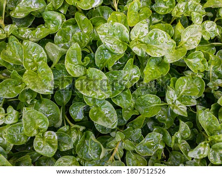 Image flat lay watercress green in pattern style with water droplets forming after rain cool season. Edible agricultural leaf is used as a background image.