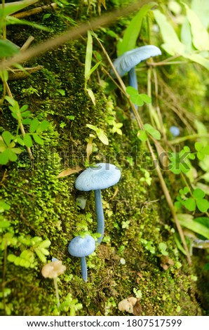 Close-up picture of mushroom (Blue Mushrooms in rain forest) Thailand. The small mushroom is a distinctive all-blue colour