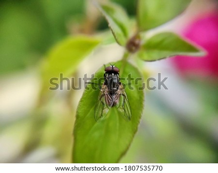 uttarakhand,india-2 june 2020:house fly.this is a picture of house fly sitting on a green leaf.house fly wallpaper.