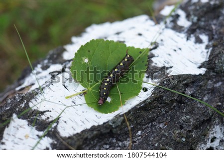 black caterpillar with white spots on the trunk of a birch tree