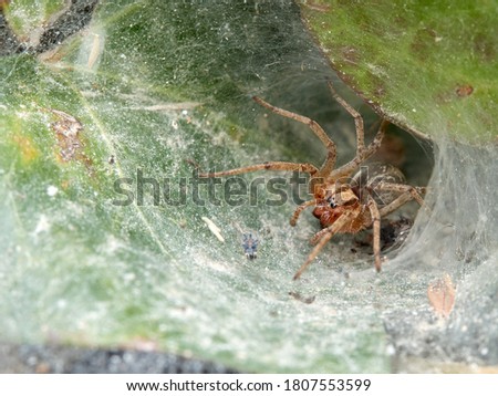 Tunnel spider. Builds a dense laminar network. Agelena labyrinthica