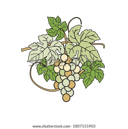 Illustration grape wine winery logo illustration