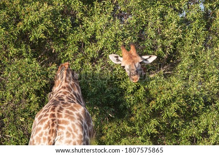 Optical illusion image of two giraffe on either side of a bush, appearing to be one super long necked animal. Royalty-Free Stock Photo #1807575865