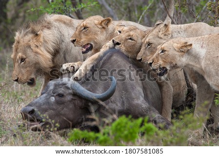 Lions are very protective of their food after they have put in the effort to hunt and catch their prey.  Royalty-Free Stock Photo #1807581085