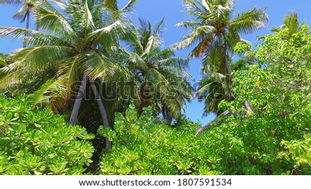 Tropical picture. Coco palm trees in a beautiful paradise island. Summer vacation concept. Untouched beach in Maldives, Seychelles, Bora Bora, Jamaica, Tahiti, Hawaii, Caribbean