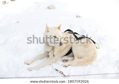 White dog in the snow with strings from the sled. Picture taken in the Pyrenees.